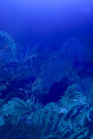 http://peterwaterschoot.com:443/files/gimgs/th-18_The Blue Room   kopie.jpg